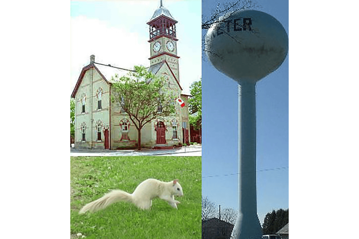 Photo of Exeter Water tower, Town hall and White Squirrel
