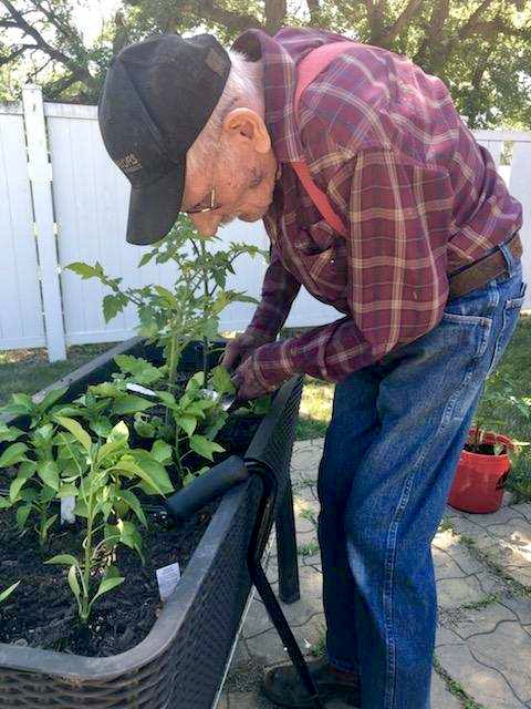 A senior tends to a tomato plant in a planter outside